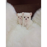 Hermosos Chihuahua Microtoy 