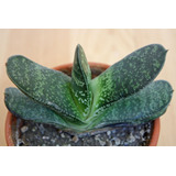 Gasteria / Lengua De Vaca Planta Suculenta Ornamental