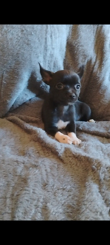Chihuahua Com Pedigree