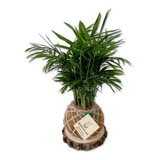 Kokedama Palma Camedor