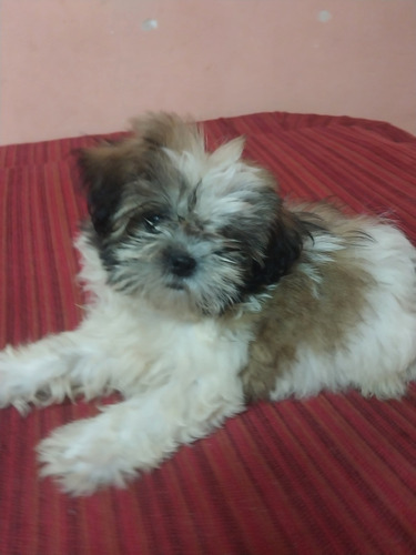 Hembrita Mini Shih Tzu Tricolor Excelente Genética 