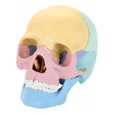 Espécimen Desmontable Modelo De Cráneo Humano 4d Ensamblado