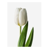 Pack 20 Bulbos De Tulipan Blanco
