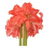 Bulbos Hippeastrum Amarilys Especiales Todo Incluido