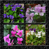 Violeta Sortida Perfumada -- Sementes Flor Para Mudas