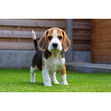 Cachorro Beagle Tricolor 07
