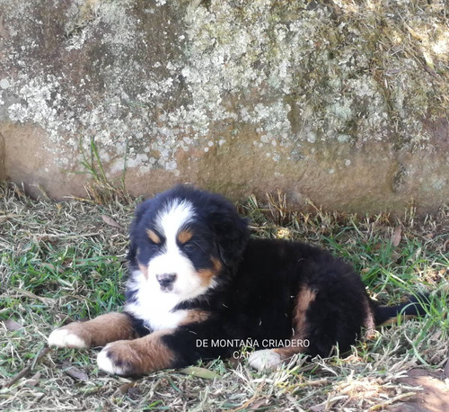 Cachorros Bernes De La Montaña. De Montaña Criadero Canino 