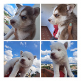 Hermosos Husky Siberiano Negociables En Bucaramanga