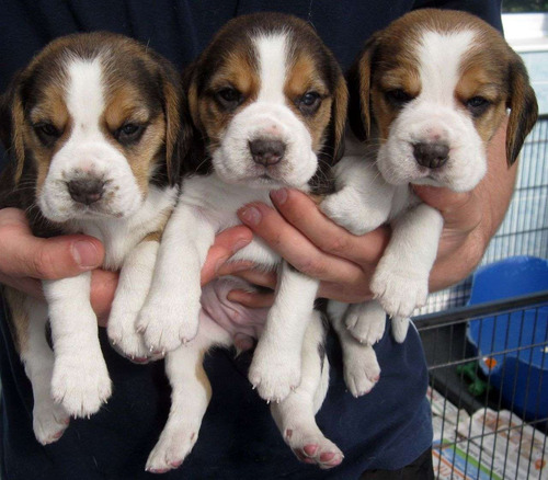 Cachorritos Beagle Con Cartilla 