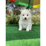 Disponible Hermosos Cachorritos Samoyedo Hembras Y Macho