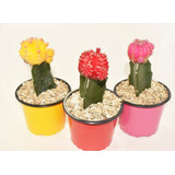 Cactus Injerto Coreano Matera P9 X 3 Unidades