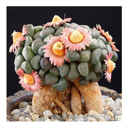 Semillas De Suculenta Aloinopsis Schooneesii Planta Rara