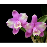 Cattleya  Loddigesii Pelorica X Self