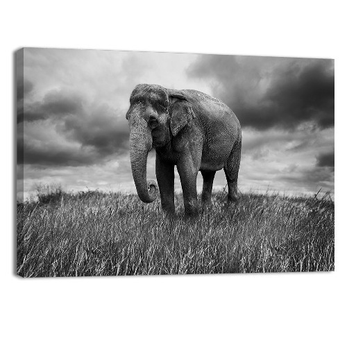 Cuadro Decorativo Animales Canvas Lienzo Elefante En Pasto