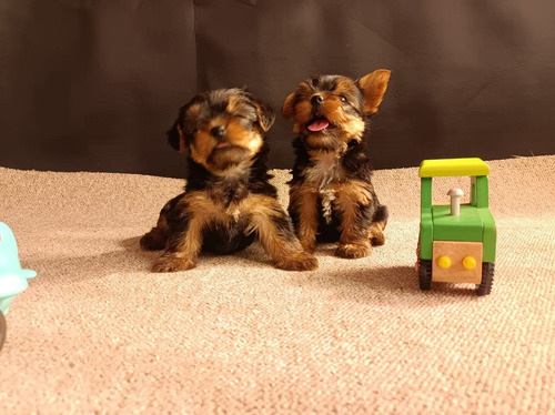 Cachorros Yorkshire Terrier Miniatura De Padres Inscritos