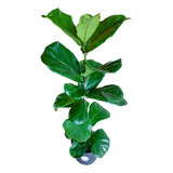 Ficus Lyrata Talla L