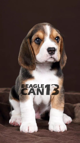 Cachorro Beagle 042