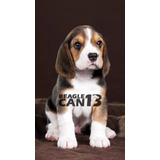 Cachorro Beagle 042