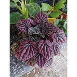 Planta Peperomia Caperata Rugosa Pink