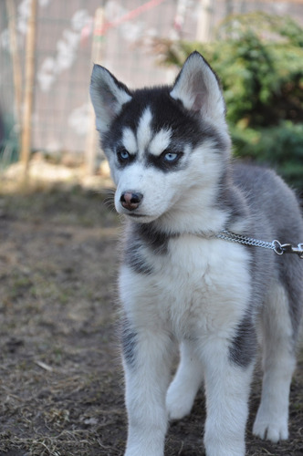 Sorprendente Pomsky Pedigri Chip Garantía Total 191