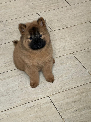 Cachorra Chow Chow Suba Bogotá Animal Pets 