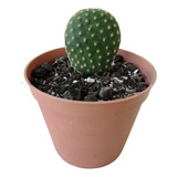 30 Cactus Opuntia Microdasys O 'mickey Mouse' Al Por Mayor