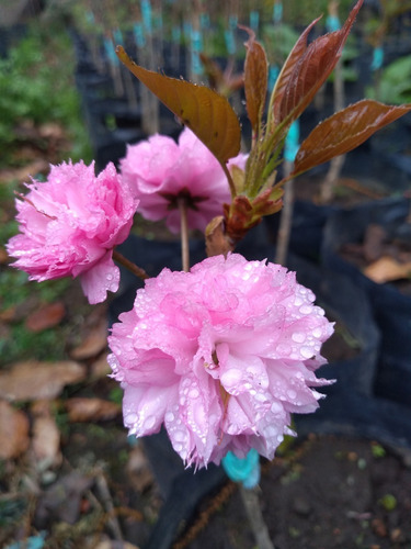 Cerezo Sakura Kanzan (flor Rellena Rosa)