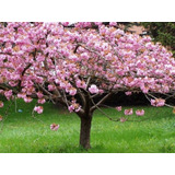 10 Semillas Cerezo Japones Sakura Ideal Para Hacer Bonsai