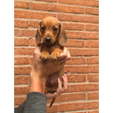 Hermosos Dachshunds Salchicha Miniatura