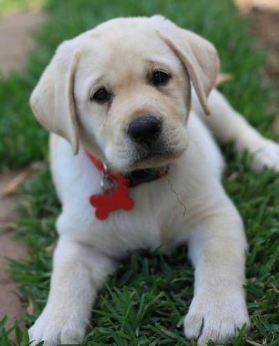 Labrador  Travesura Veraniega 