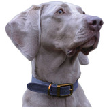 Collar Cuero Y Cinta Para Perros. Elegante Timberwolf  Ancol