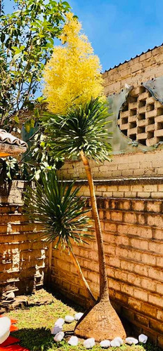 Árbol Pata De Elefante Con Cola De Pony De 5 Mts De Altura .