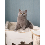 Filhote Gato British Shorthair Blue Alvin - Miau British