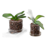 Set De 2 Macetas De Vidrio Para Orquídeas Con Agujeros Y Pla