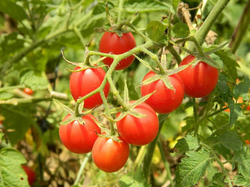 100 Sementes De Tomate Cereja Vermelho