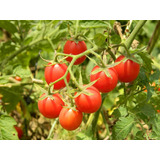 100 Sementes De Tomate Cereja Vermelho