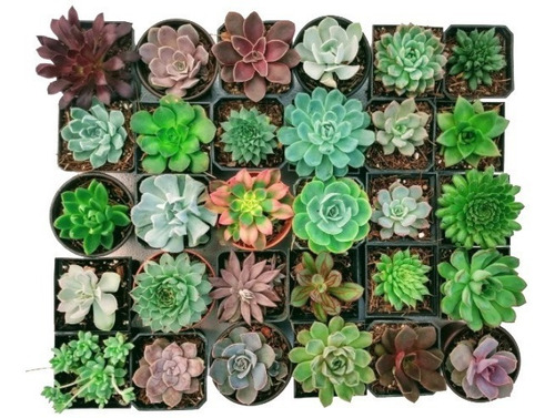 Echeverias 30 Pzas Diferentes