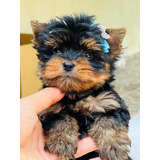 Yorkshire Terrier Mini Cup
