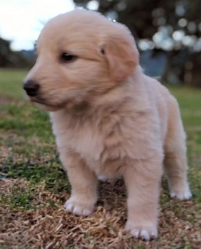 Cachorros Golden Retriever