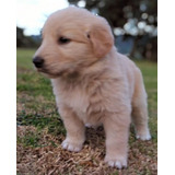 Cachorros Golden Retriever