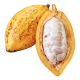 Arbolito De Cacao Criollo