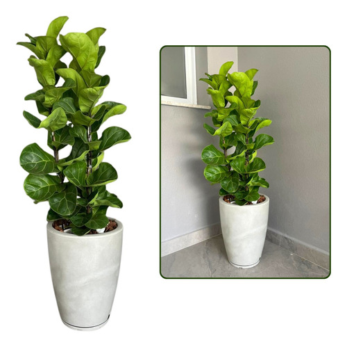 Planta Natural Ficus Lyrata Bambino + Vaso Decorativo 29x44