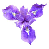 Iris Morado ( Planta ) Lirio Flores Bulbos Por Pieza 30 Cm 
