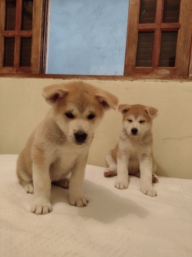 Akita Inu Com Pedigree E Microchipados 