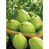 Guayaba Taiwanesa (de Esqueje No De Semillas)