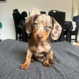 Cachorros Salchicha (dachshund) Arlequin