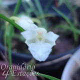 Orquídea Isabelia Pulchella Alba - Adulta - Porte Micro