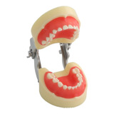 Modelo Dental Tipodonto Nissiin Infantil Nuevo De 24 Dientes