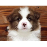 Border Collie Chocolate