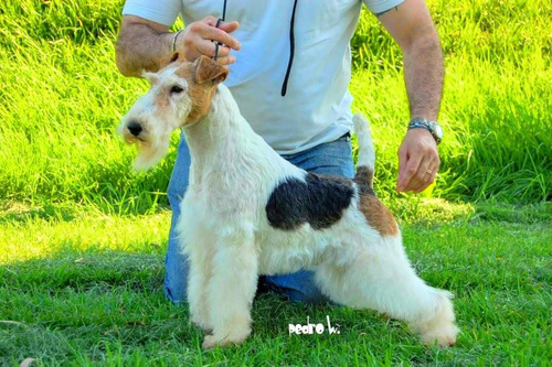 Cachorros Fox Terrier Wire Pedigree Fca